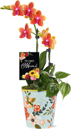 Green Circle Growers 5" Salmon Orchid and Pothos Live Plant Combo in Rifle Tin Planter – Te Amo Mama Mother’s Day Gift Plant Arrangement