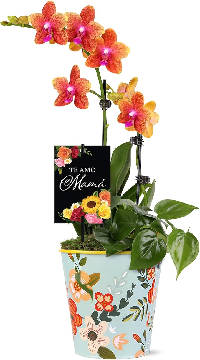 Green Circle Growers 5" Salmon Orchid and Pothos Live Plant Combo in Rifle Tin Planter – Te Amo Mama Mother’s Day Gift Plant Arrangement