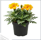 Live Flowering Marigold - Durango Yellow (4 Per Pack), Beautiful Spring Color, 8" Tall by 4" Wide in 1 Pt Pot