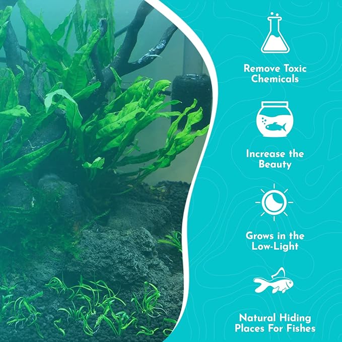 Live Plants for Fish Tank - Java Fern Mat with Coconut Coir, Microsorum Pteropus - Ideal Live Plants for Beta Fish Tank - Enhance Aquatic Environments Naturally