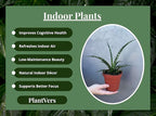 PLANTVERS Sansevieria Fernwood ‘Mikado’ in 4" Grow Pot – Live Snake Plant – Easy Care Succulent – Air Purifying Indoor Plant – Low Maintenance Houseplant