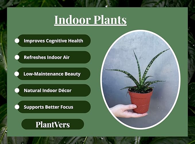PLANTVERS Sansevieria Fernwood ‘Mikado’ in 4" Grow Pot – Live Snake Plant – Easy Care Succulent – Air Purifying Indoor Plant – Low Maintenance Houseplant