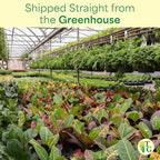 Thorsen's Greenhouse Live Variegated Whale Fin Snake Plant, Low Light, Collector Houseplant, 4-inch Diameter Mature Plant (Gold)