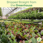 Thorsen's Greenhouse Green Prayer Plant, Live Indoor Plant, Pet Friendly, Uncommon Houseplant, Green Maranta, Easy to Grow, 4" Diameter Pot (Lavender)