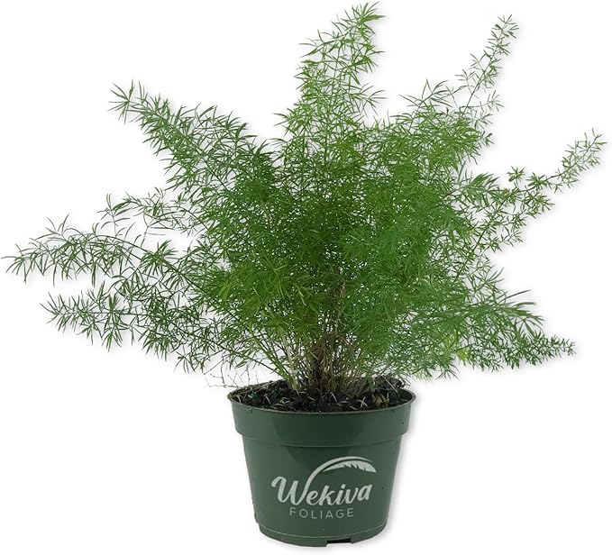Fox Tail Fern Plant - Live Plant in a 4 Inch Pot - Asparagus Densiflorus - Beautiful Indoor Air Purifying Fern Easy Care