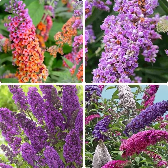 300 PCS Butterfly Bush Seeds (Buddleja) – Perennial Flower Shrub Seeds Fragrant Blooms for Outdoor Garden Planting