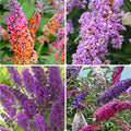 300 PCS Butterfly Bush Seeds (Buddleja) – Perennial Flower Shrub Seeds Fragrant Blooms for Outdoor Garden Planting