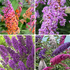 300 PCS Butterfly Bush Seeds (Buddleja) – Perennial Flower Shrub Seeds Fragrant Blooms for Outdoor Garden Planting