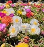 200+ Mix Moss Rose Seeds Portulaca Grandiflora Vietnam Rose Colorful Flowers Seeds Heirloom Succulent Ground Cover Flower