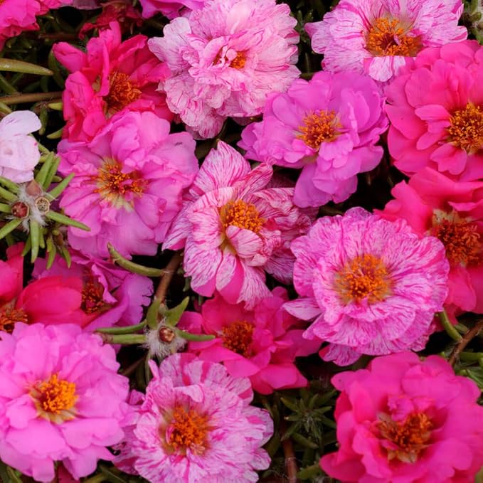 Outsidepride Pink Mixed Moss Rose Seeds - 500 Pcs Annual, Drought & Heat Tolerant, Pollinator Friendly Ground Cover Seeds for Planting w/Vibrant Blooms & Succulent Foliage, Ideal for Xeriscaping