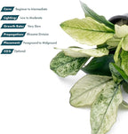 SubstrateSource Anubias Live Aquarium Plants - Potted Freshwater Plant for Fish Tanks, Terrariums - Beginner Friendly Low Light (Nana Pinto, 1 Pot)