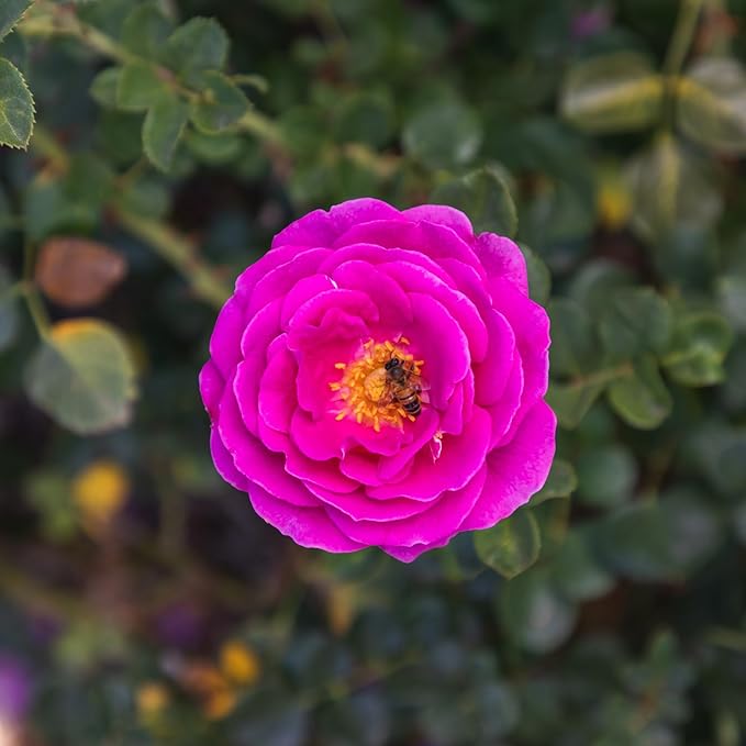 Fresh Roses for Delivery Prime, Pink Rose Live Rose Bush Plants, Indoor Rose Plant Lover Gifts, Fresh Flowers for Delivery Prime, Potted Rose Plant Live Plants, Live Outdoor Plants by Plants for Pets