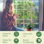 Rattlesnake Calathea Plant in 4" Pot - Live Rattlesnake Plant - Pet Safe Air Purifying Indoor Outdoor House Plants Flowers for Home Office Wedding Decor & Birthday Gift (Large)(Heat Pack Included)