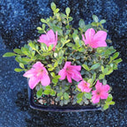 Brussel's Bonsai - Live Satsuki Azalea Flowering Bonsai Tree in Ceramic Bonsai Pot, Outdoor Bonsai Tree Live Plant, 5 Years Old, 5-8 Inches Tall, Easy Care Plant for Patio Garden (Small)