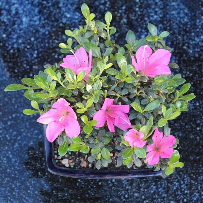Brussel's Bonsai - Live Satsuki Azalea Flowering Bonsai Tree in Ceramic Bonsai Pot, Outdoor Bonsai Tree Live Plant, 5 Years Old, 5-8 Inches Tall, Easy Care Plant for Patio Garden (Small)