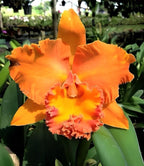 RLC. Cattleya Suvarnabhumi Delight 'Salmon Queen' Fragrant Comes in 2" Pot