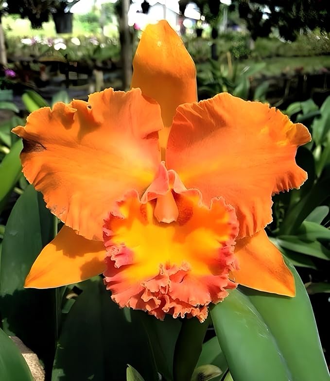 RLC. Cattleya Suvarnabhumi Delight 'Salmon Queen' Fragrant Comes in 2" Pot