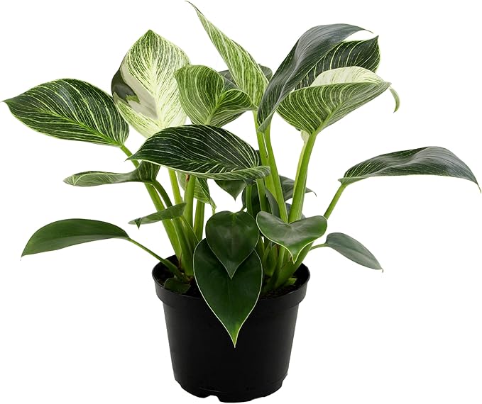 Variegated Philodendron Birkin Houseplant, Powerful Air Purifying Plant, Easy to Grow, Upright Philodendrons, Popular Live Indoor Plants, 6 in. Grower Pot