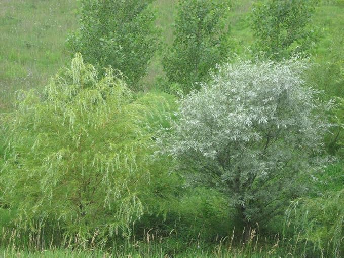4 White Willow Trees - Rare and Unique Live Tree Plants - White Leaves