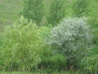 4 White Willow Trees - Rare and Unique Live Tree Plants - White Leaves