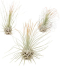 Tangerine Colorful Tillandsia Air Plants - Long Lasting Color Enhanced Live Tillandsia Succulent House Plants - Home and Garden Decor - Easy Care Indoor/Outdoor Plants (Argentea Thin, Pack of 3)
