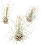 Tangerine Colorful Tillandsia Air Plants - Long Lasting Color Enhanced Live Tillandsia Succulent House Plants - Home and Garden Decor - Easy Care Indoor/Outdoor Plants (Argentea Thin, Pack of 3)