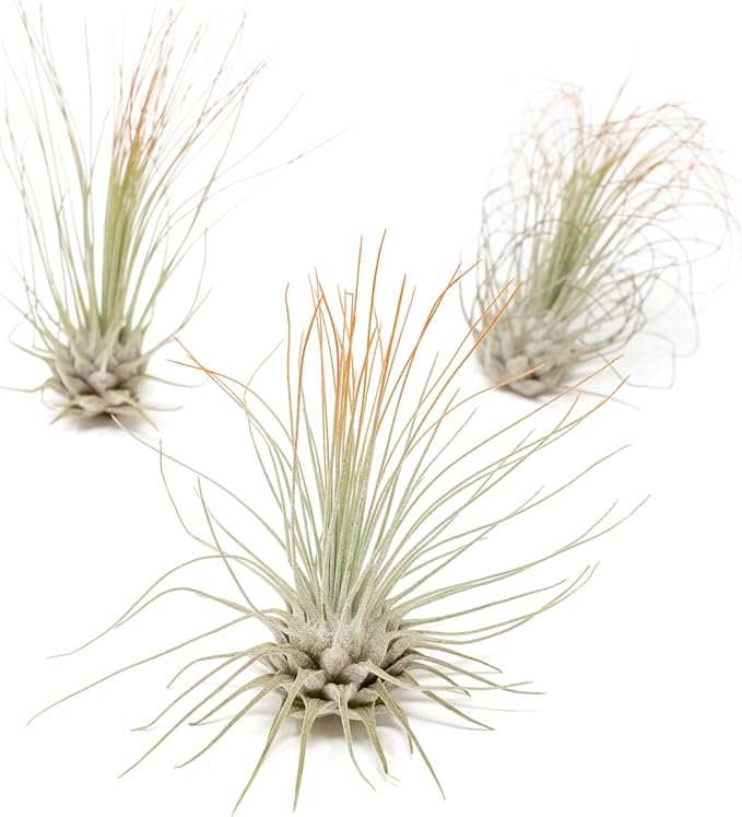 Tangerine Colorful Tillandsia Air Plants - Long Lasting Color Enhanced Live Tillandsia Succulent House Plants - Home and Garden Decor - Easy Care Indoor/Outdoor Plants (Argentea Thin, Pack of 3)