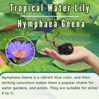Mainam Mix Colorful Tropical Water Lily Tuber Live Aquarium Plant for Freshwater Fish Pond Balcony Buy 2 GET Fertilizer Free (Blue Nymphaea Geena)