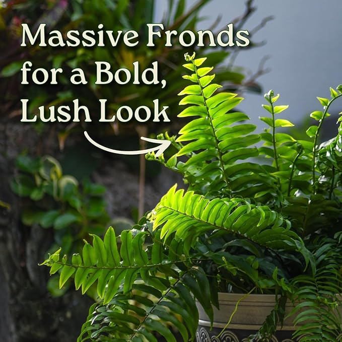 Macho Fern - Sword Fern Plant - Overall Height 28" to 34" - Tropical Plants of Florida (Plant Only)