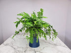 Tropical Plants of Florida Macho Fern Hanging Basket 12 Inch Live Fern Plant, 28 to 32 Inch Spread, Large Lush Outdoor Indoor Shade Plant for Porch Patio