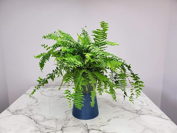 Tropical Plants of Florida Macho Fern Hanging Basket 12 Inch Live Fern Plant, 28 to 32 Inch Spread, Large Lush Outdoor Indoor Shade Plant for Porch Patio