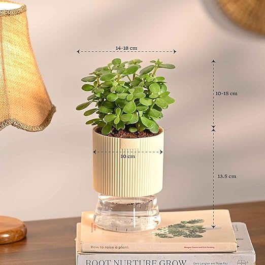Air Purifier Indoor Plants Combo of 4 | Jade Mini, Peace Lily, Variegated Money & Snake Hahnii in Self Watering Kyoto Pots - Ivory