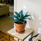 Ttranewsoo Fake Plants Artificial Agave Plants 13.8" Large UV Resistant Fake Agave Planters for Indoor and Outdoor Decorating Tropical Plant Succulents Greenery Indoor Decor (Blue) 2Pack