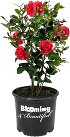 Blooming & Beautiful - Kramer's Supreme Camellia - 3 gal - Evergreen Shrub - Large Bright Rosy Red Peony Form Blooms - Zones 7-9 - Camellia Japonica ‘Kramer’s Supreme’ - 3 Gallon Pot