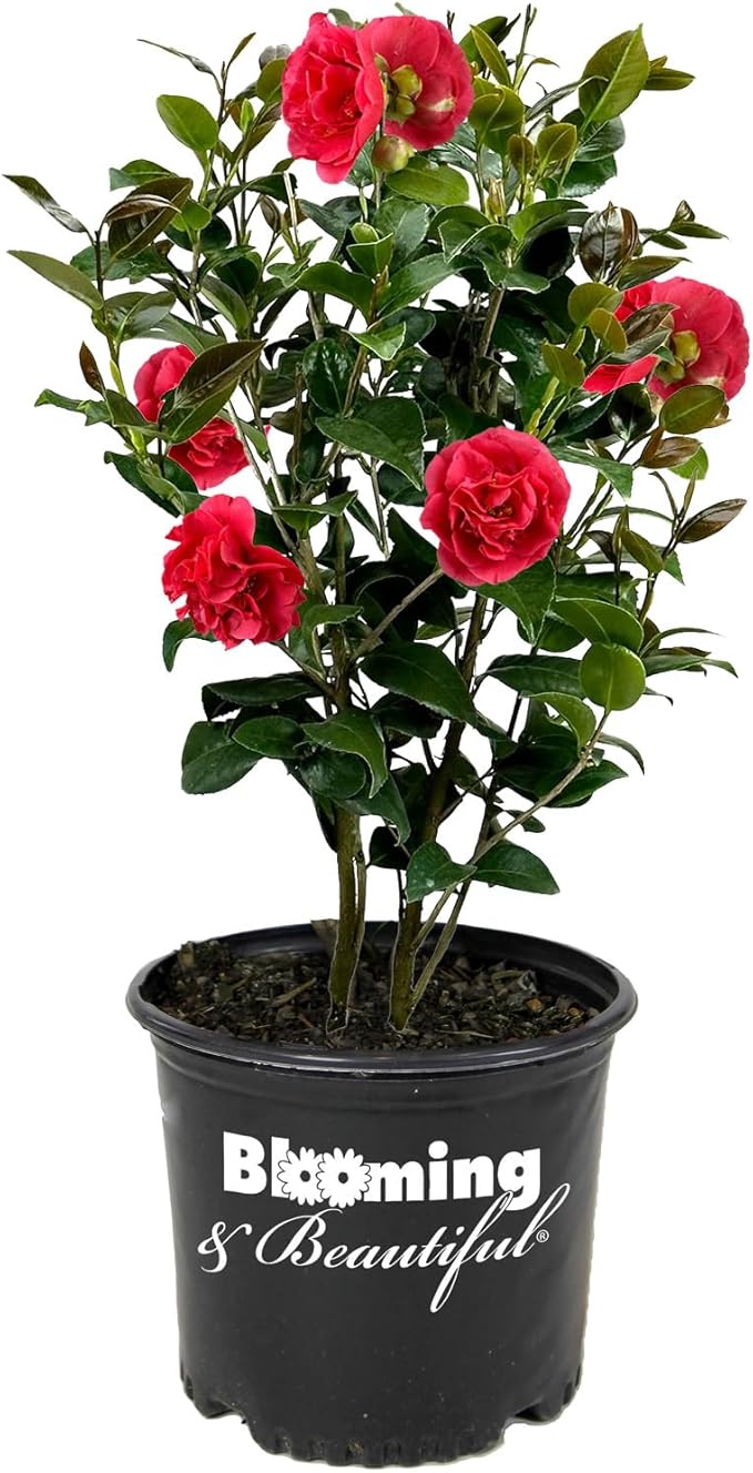 Blooming & Beautiful - Kramer's Supreme Camellia - 3 gal - Evergreen Shrub - Large Bright Rosy Red Peony Form Blooms - Zones 7-9 - Camellia Japonica ‘Kramer’s Supreme’ - 3 Gallon Pot