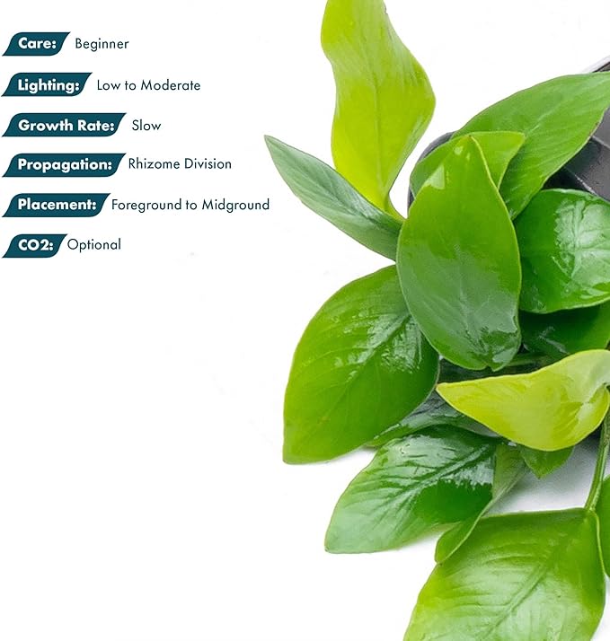 SubstrateSource Anubias Live Aquarium Plants - Potted Freshwater Plant for Fish Tanks, Terrariums - Beginner Friendly Low Light (Nana Golden, 5 Pots)