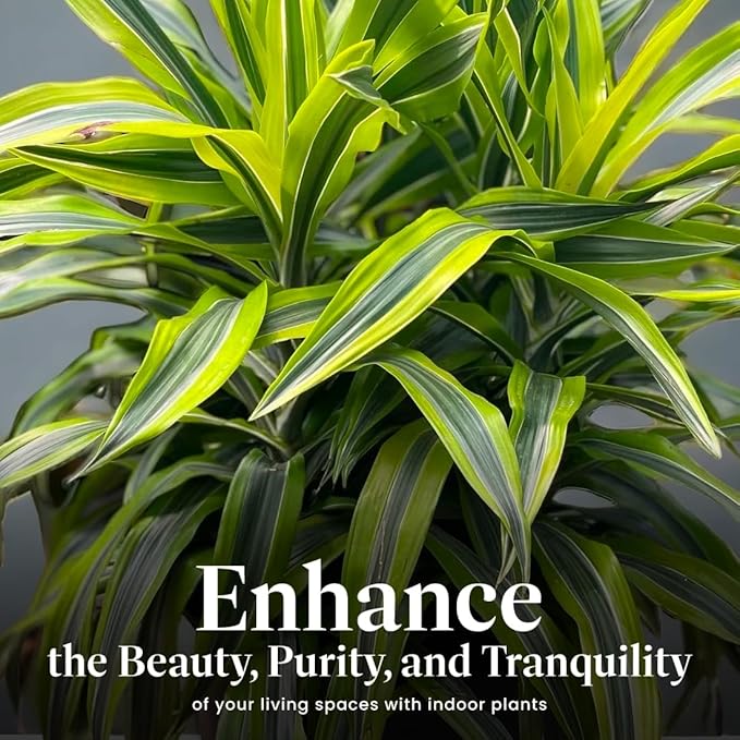 American Plant Exchange Dracaena Lemon Lime – 3-Gallon with Pot – Live Indoor/Outdoor Air Purifying Plant, Vibrant Green Foliage for Home, Office, or Patio Decor