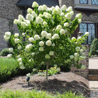 Hydrangea Live Plant, 6-12 Inch Tall, Hardy Flowering Shrub in 2.5" Pot, Outdoor Garden Hydrangea Bush (Lime Hydrangea)