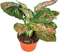 Chinese Evergreen Lady Valentine - 4'' from California Tropicals