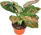 Chinese Evergreen Lady Valentine - 4'' from California Tropicals