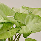 Syngonium White Butterfly Live Plant for Indoor | Different Houseplants in 4'' & 6'' Pot | Real House Plant for Living Room | Goosefoot | Nephthytis | Elephant Ear