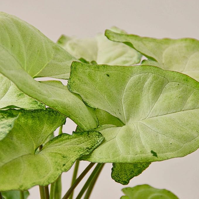 Syngonium White Butterfly Live Plant for Indoor | Different Houseplants in 4'' & 6'' Pot | Real House Plant for Living Room | Goosefoot | Nephthytis | Elephant Ear