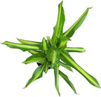 Dracaena Steudneri Moonlight 4 Pack House Plant, 4 Inch Pots for Plants, Dragon Tree Plants for Delivery Prime, Low Light House Plants, Live Plants Indoor Plants Live Houseplants by Plants for Pets