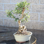 Chinese Elm with White 10" Ceramic Tray