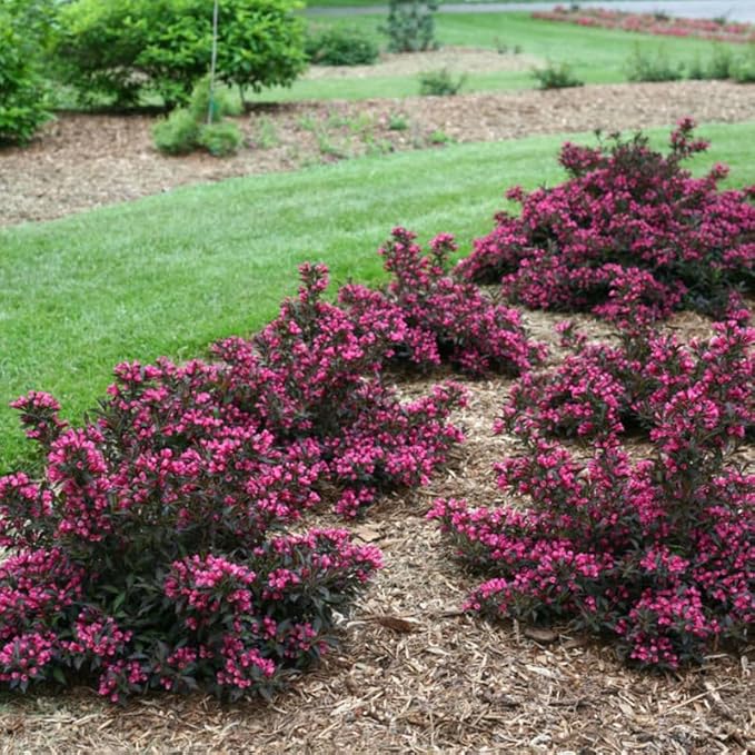 Purple-Pink Weigela Live Plant, Spring Blooming Shrub in 4” Pot, Hardy Perennial Flowering Bush for Garden Borders, Cold Hardy, Dormant in Winter