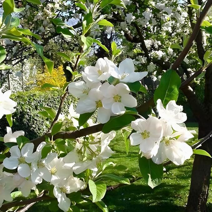 2 Mock Orange Plant Live | Mock Orange Shrub Plants for Gardens | 1–2 Ft Tall Outdoor Bushes | Suitable for Yard Planting and Landscape Use