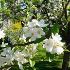 2 Mock Orange Plant Live | Mock Orange Shrub Plants for Gardens | 1–2 Ft Tall Outdoor Bushes | Suitable for Yard Planting and Landscape Use