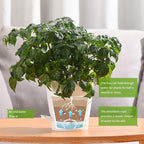 Plant Pots 6 PCS 5 inch Self Watering Planters High Drainage Flowers Pot for Indoor Outdoor Plants with Reservoir Tray and Watering Lip Gardening Planter Garden Flower Pots, White
