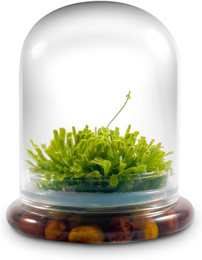 Bloomify Live Sundew Carnivorous Plants Live – Self-Growing Moss – No Maintenance Terrarium – Long-Lasting - Ecosystem