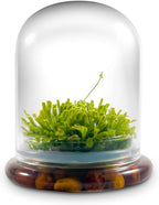 Bloomify Live Sundew Carnivorous Plants Live – Self-Growing Moss – No Maintenance Terrarium – Long-Lasting - Ecosystem